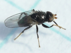 Chaetochlorops inquilinus