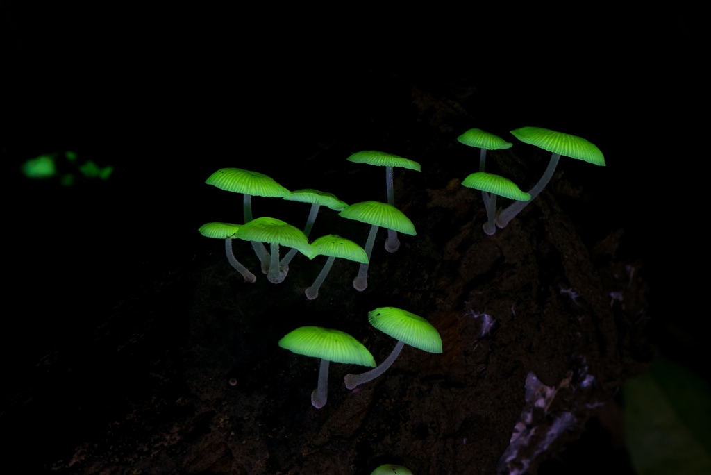 Mycena chlorophos · June 2018 · photo: © mutolisp (iNaturalist, cc-by)