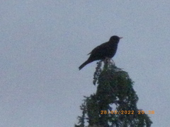 Turdus merula