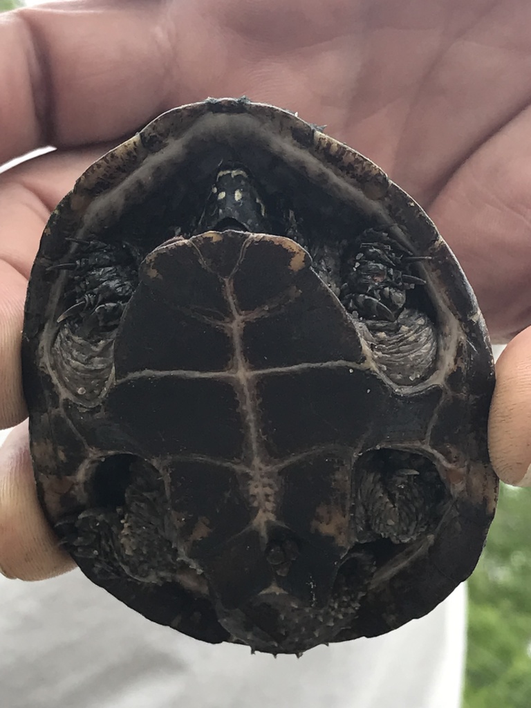 Eastern Musk Turtle from Black Cat Rd, Plymouth, MA, US on May 28, 2022