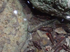 Salmo trutta fario