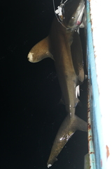 Carcharhinus longimanus