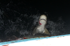 Carcharhinus longimanus