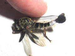 Efferia grandis