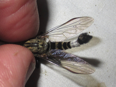 Efferia grandis