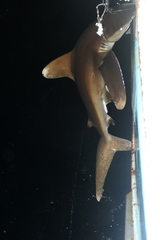 Carcharhinus longimanus