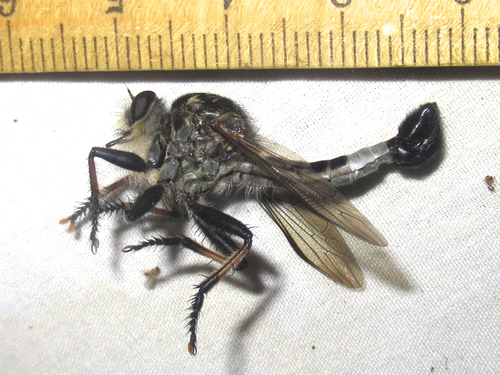 Efferia grandis