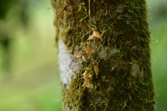 Comparettia