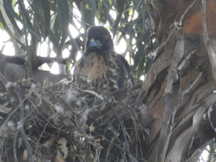 Buteo jamaicensis
