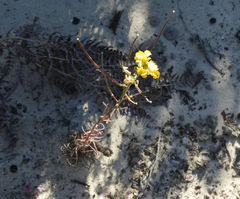 Erysimum teretifolium