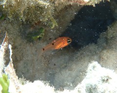 Apogon pseudomaculatus