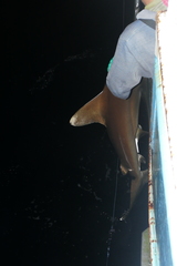 Carcharhinus longimanus