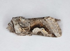 Stretchia plusiaeformis