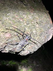 Batocera rubus