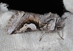 Stretchia plusiaeformis