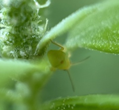 Acyrthosiphon