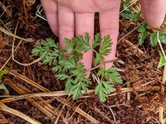 Conioselinum