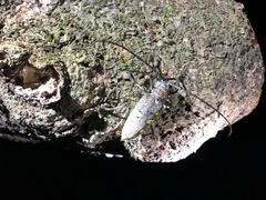 Batocera rubus