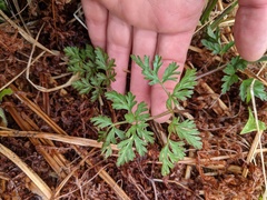 Conioselinum
