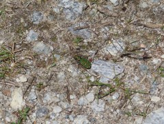 Cicindela campestris