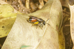 Andrena labiata