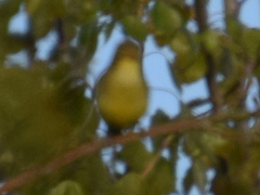 Hippolais icterina