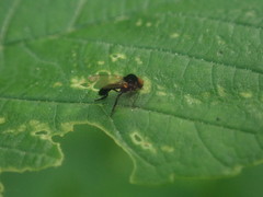 Callomyia amoena