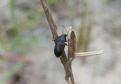 Harpalus anxius