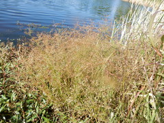 Juncus diffusissimus