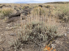 Artemisia bigelovii