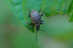 Otiorhynchus armadillo