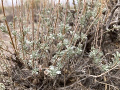 Artemisia bigelovii