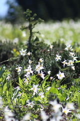 Erythronium montanum
