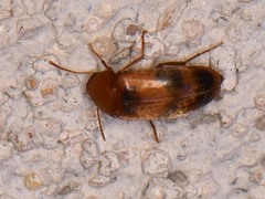 Diclidia