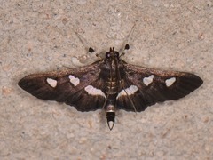 Desmia subdivisalis