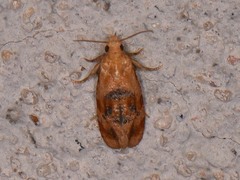 Cochylis bucera