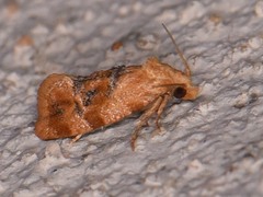 Cochylis bucera