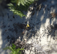 Erysimum teretifolium