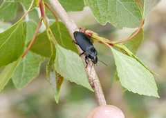 Calathus fuscipes