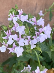 Nemesia rupicola