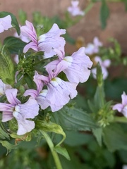 Nemesia rupicola