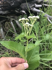 Parthenium hispidum
