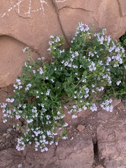 Nemesia rupicola