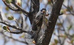 Hadoa chiricahua