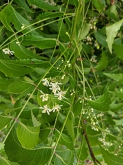 Azadirachta indica