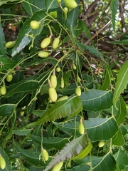 Azadirachta indica