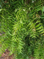 Azadirachta indica