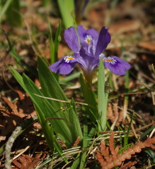 Iris lacustris