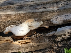 Spongiporus leucospongia
