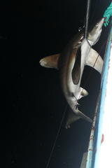 Carcharhinus longimanus